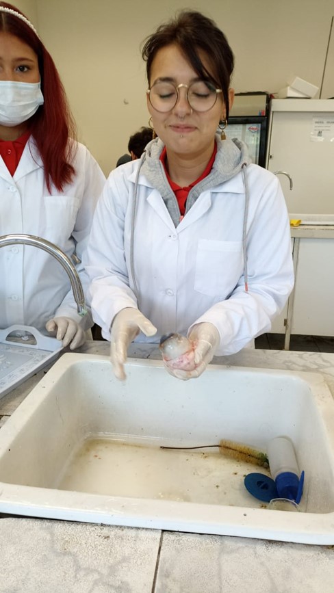 Laboratorio de Ciencias Disección ojo de vaca 2dos Medios