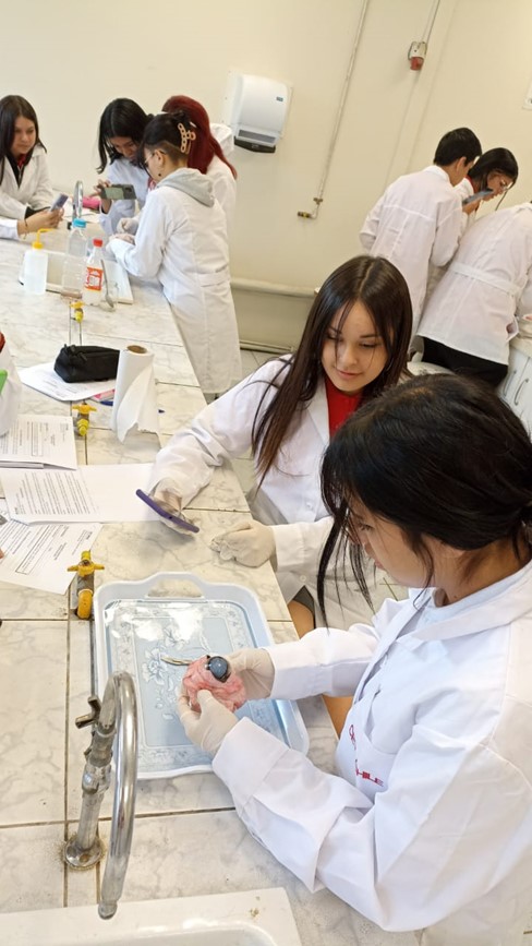 Laboratorio de Ciencias Disección ojo de vaca 2dos Medios